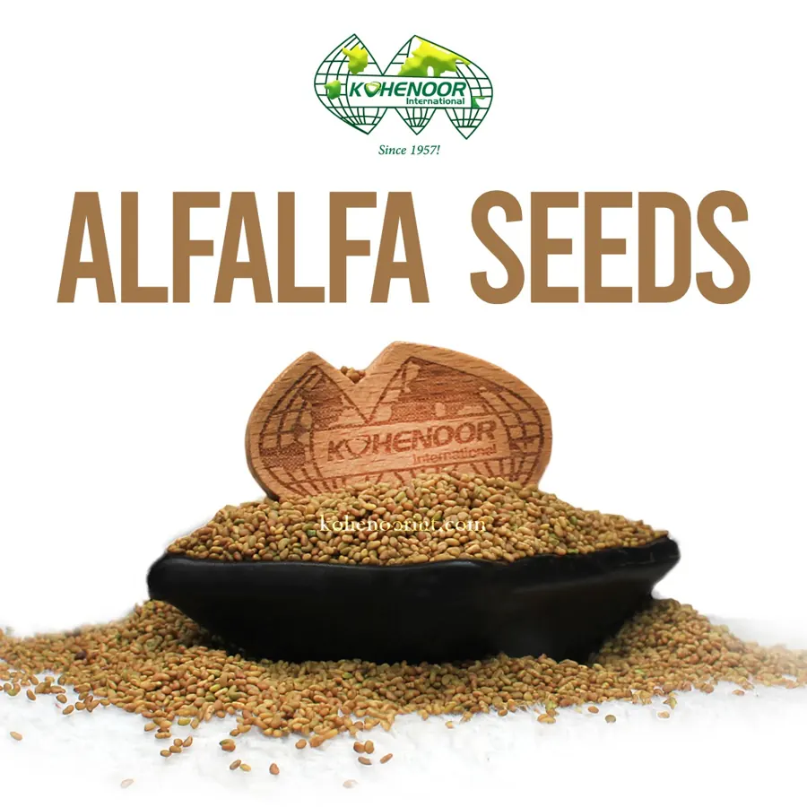 Clean KN92 alfalfa seed, olive-green to golden, before bagging