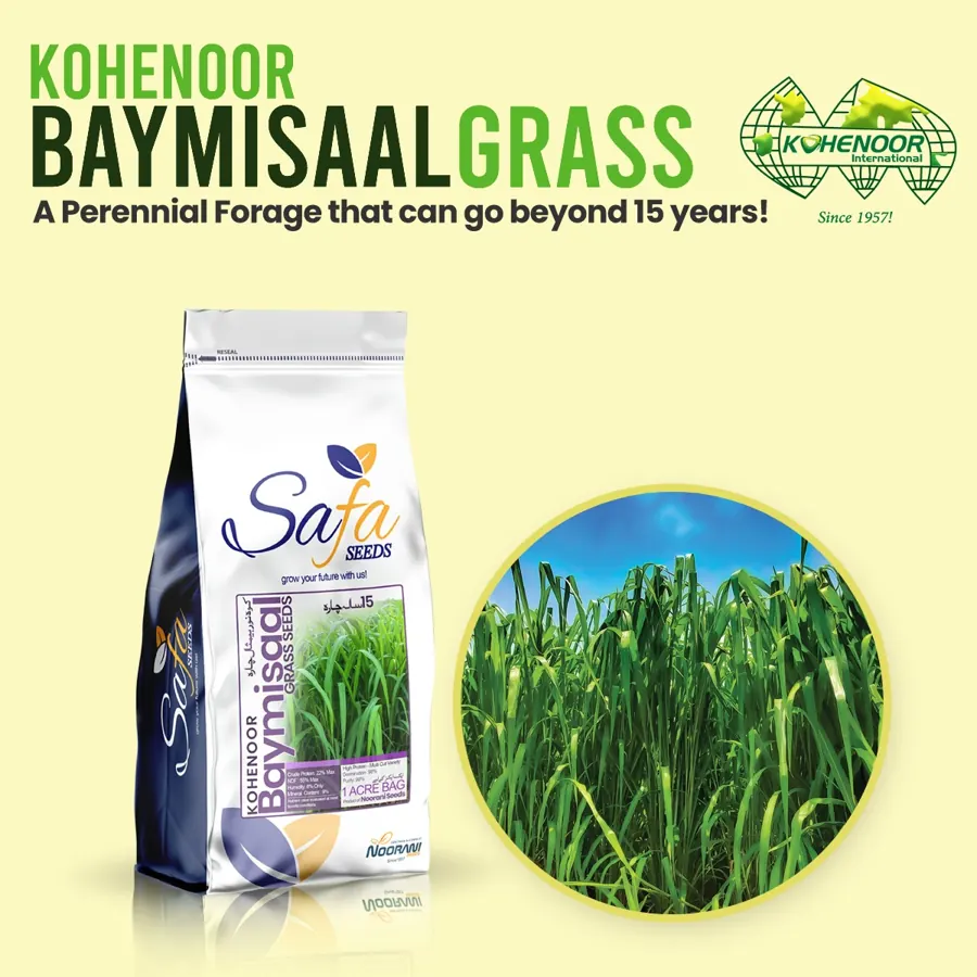 Baymisaal pearl millet seed, small grey-green pearls