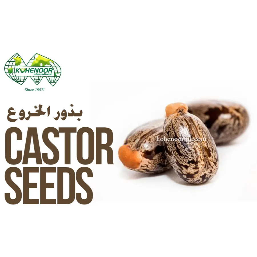 Bold castor seed, mottled brown and grey, cleaned for crushing and sowing