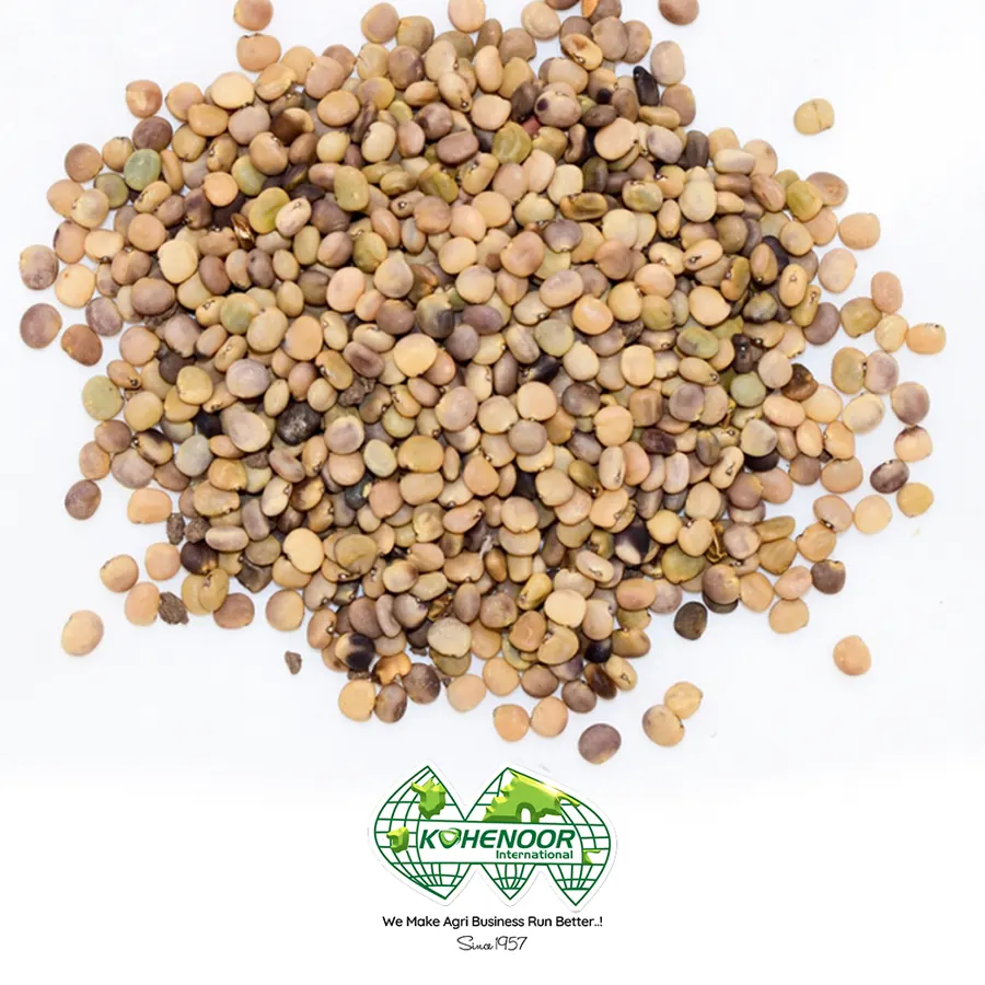 Guar KN17 seed, cream to grey-white, cleaned for sowing