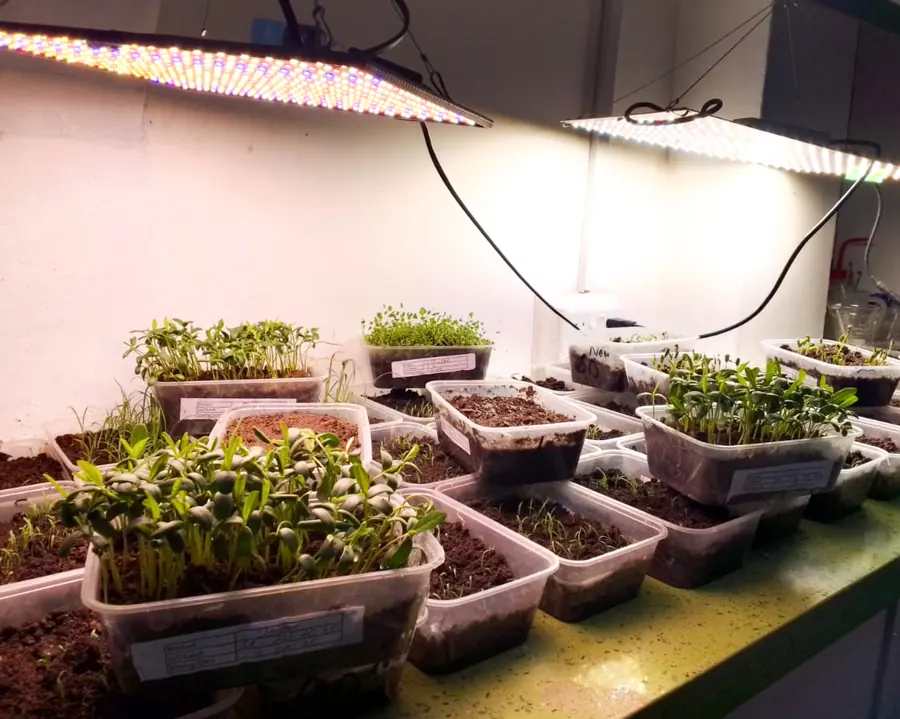 Seed analyst at work in the Kohenoor laboratory