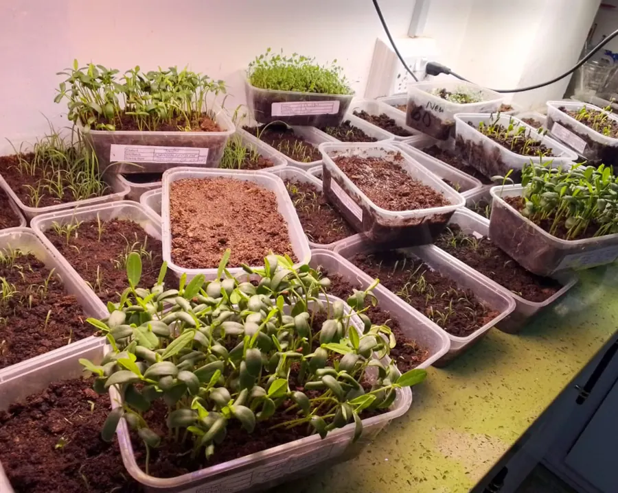 Germination test trays in the seed laboratory