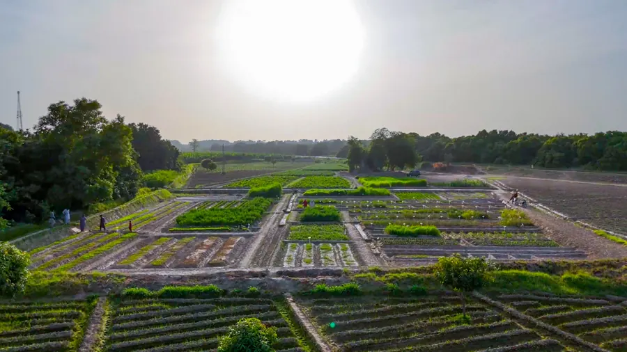 Variety trial plots in Sindh