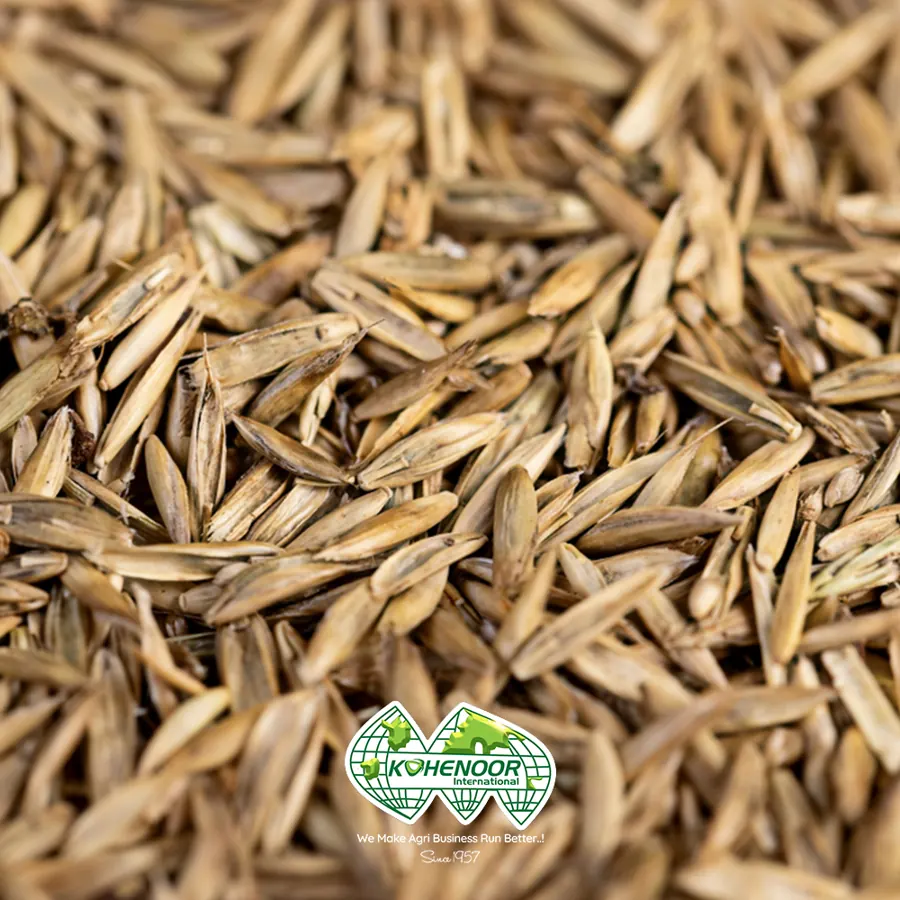Annual ryegrass seed, straw-coloured with short awns