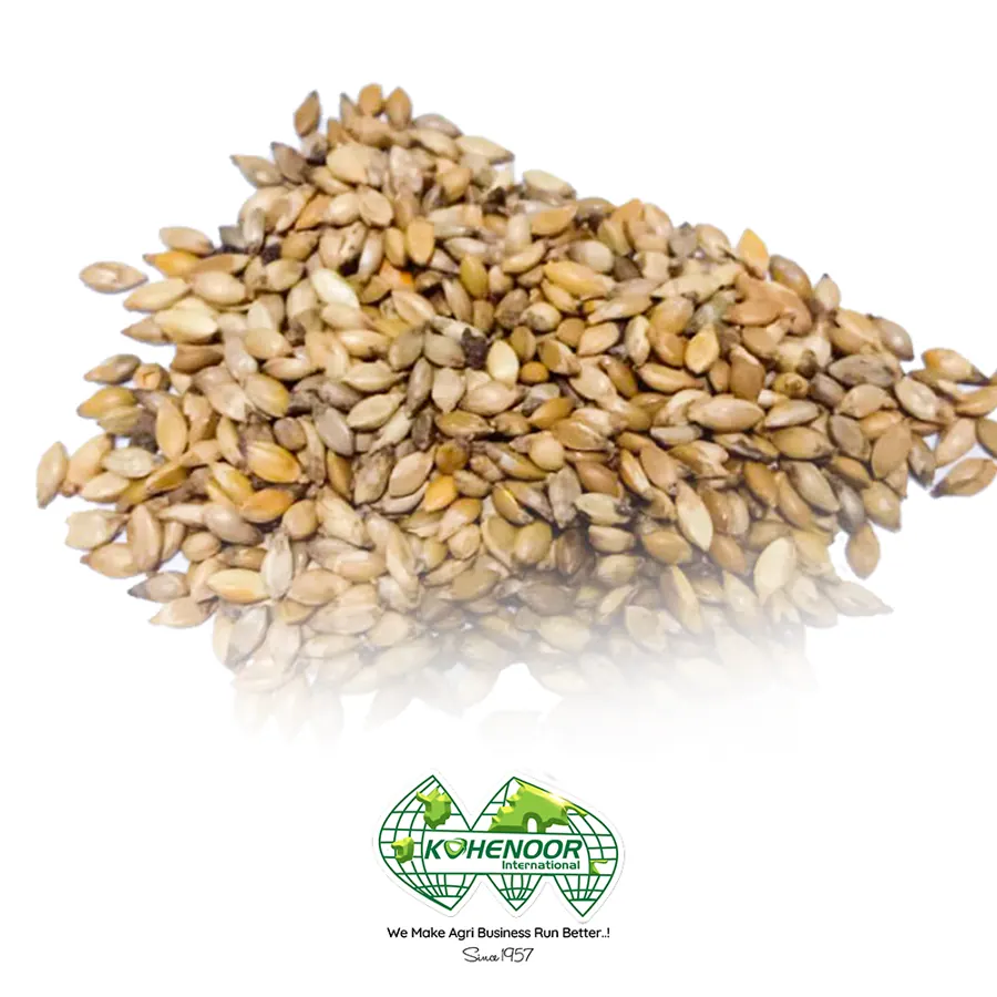 Brachiaria ruziziensis seed, plump straw-coloured spikelets, cleaned for export